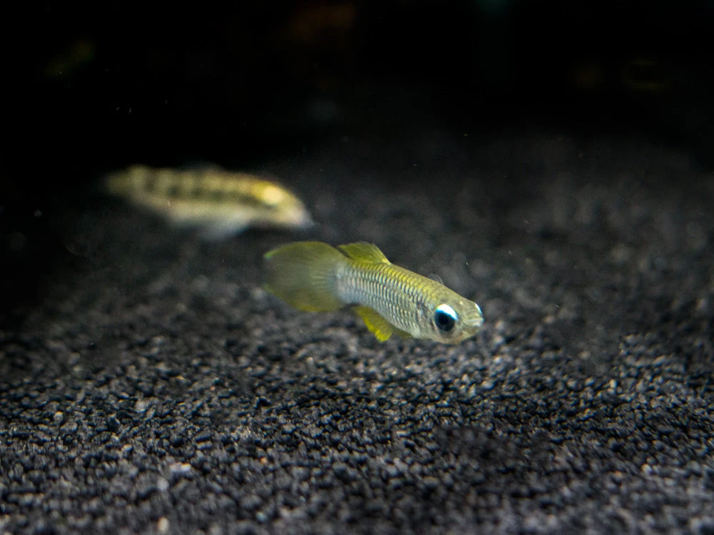 Norman’s Lampeye Killifish (Poropanchax Normani), Tank-Bred! - Image 2