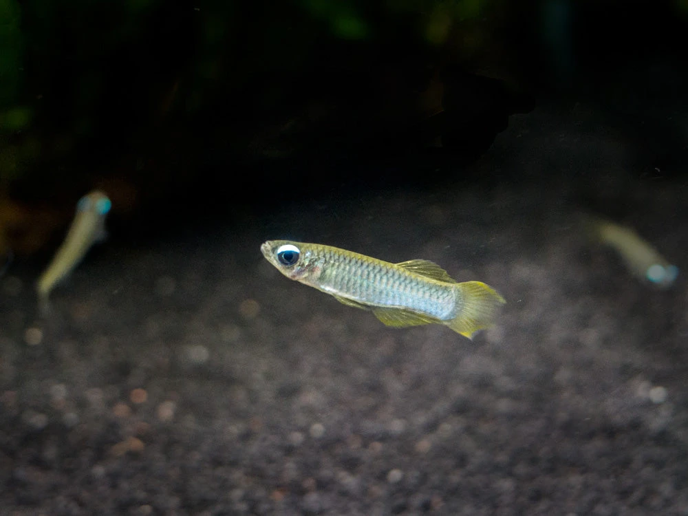 Norman’s Lampeye Killifish (Poropanchax Normani), Tank-Bred! - Image 4