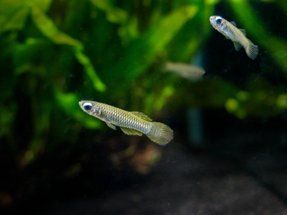 Norman’s Lampeye Killifish (Poropanchax Normani), Tank-Bred! - Image 3