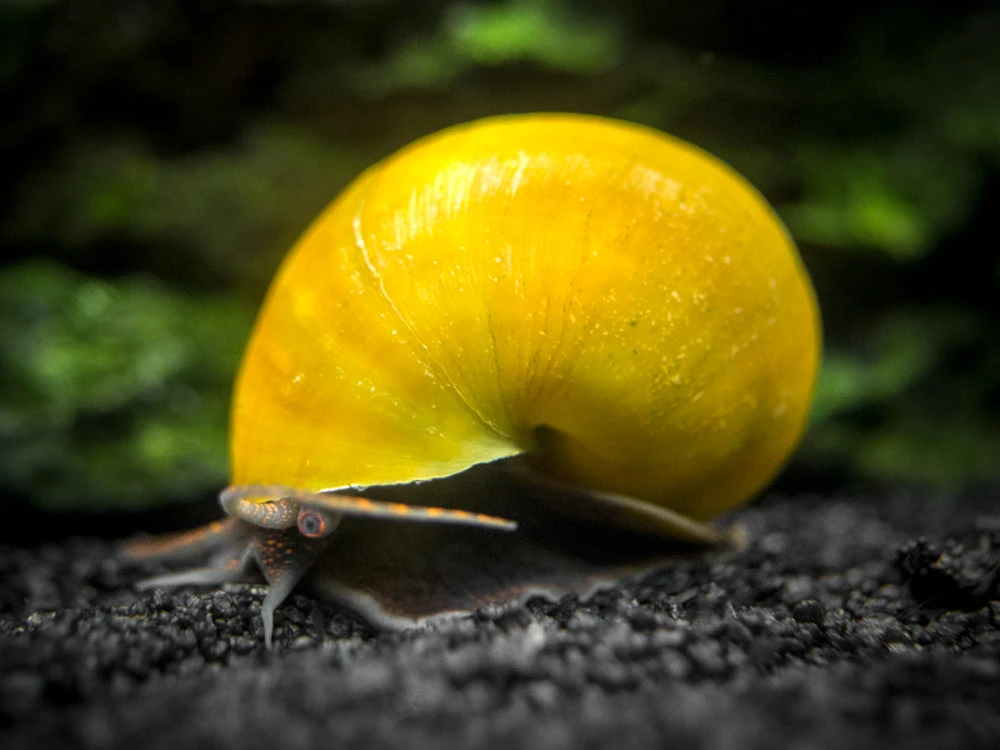 Olive Jade Mystery Snails (Pomacea Bridgesii) - Tank-Bred! - Image 4