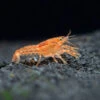 Orange CPO Dwarf Mexican Crayfish Breeder Combo Box