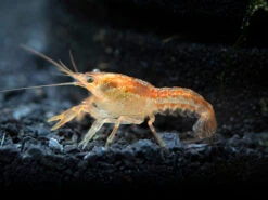 Orange CPO Dwarf Mexican Crayfish/Mini Lobster (Cambarellus Patzcuarensis)- Tank Bred!