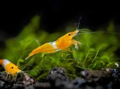 Orange Rili Shrimp Breeder Combo Box