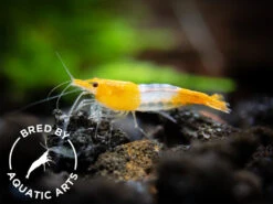Orange Rili Shrimp (Neocaridina Davidi), BREDBY: Aquatic Arts