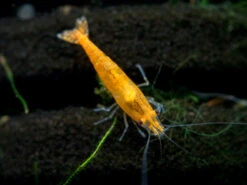 Orange Sakura Shrimp Breeder Combo Box