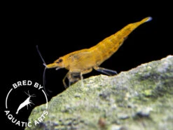 Orange Sakura Shrimp (Neocaridina Davidi), BREDBY: Aquatic Arts