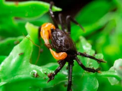 Orange Clawed Borneo Crab (Lepidothelphusa Sp.)