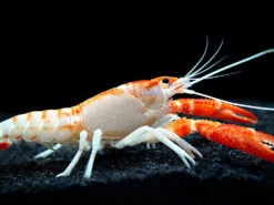 Orange Ghost AKA Fireball AKA Firecracker Crayfish (Procambarus Clarkii “Orange Ghost"), Tank-Bred!