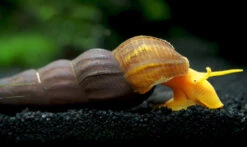Orange Giant Sulawesi Rabbit Snail (Tylomelania Gemmifera)