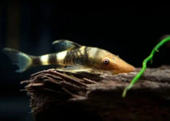 Orange Zebra AKA Robocop Otocinclus Catfish (Nannoptopoma Sp. "Peru Orange")