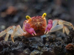 Orchid Vampire Crab (Geosesarma Sp.)