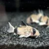 Panda Cory Catfish (Corydoras Panda), Tank-Bred