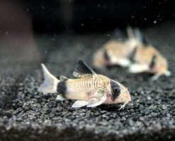 Panda Cory Catfish (Corydoras Panda), Tank-Bred
