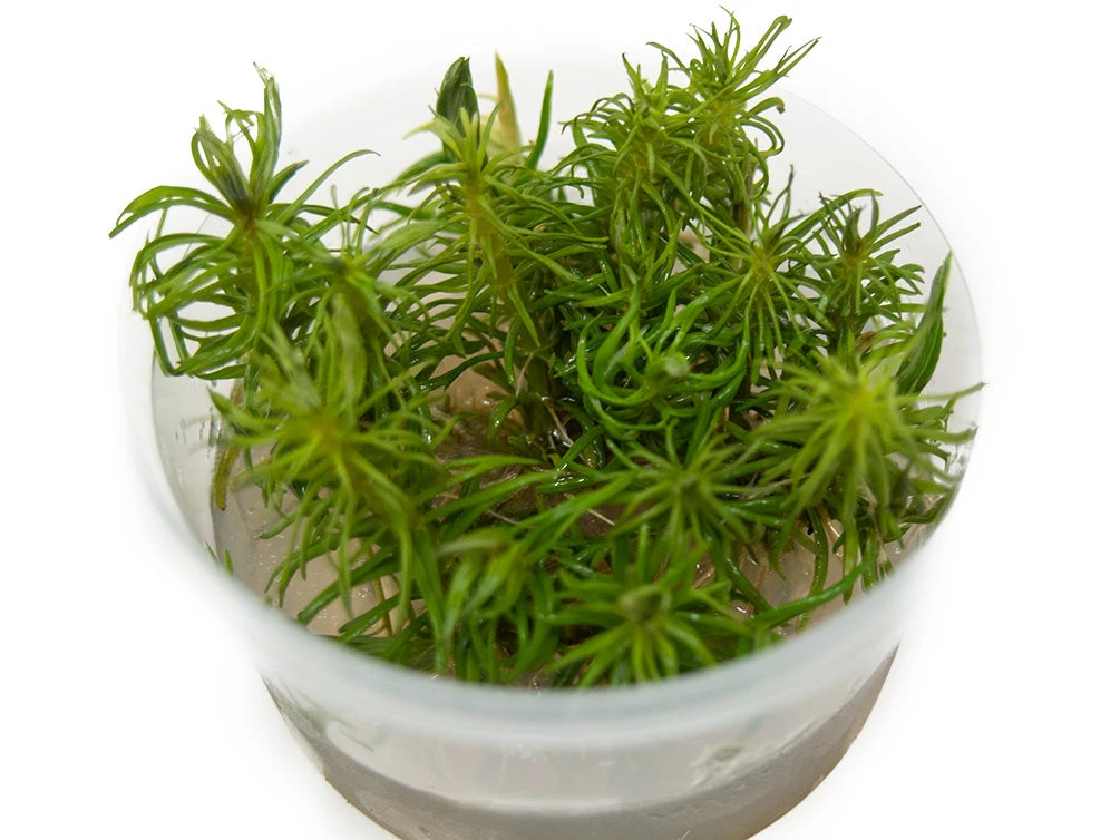 Pogostemon Erectus Tissue Culture