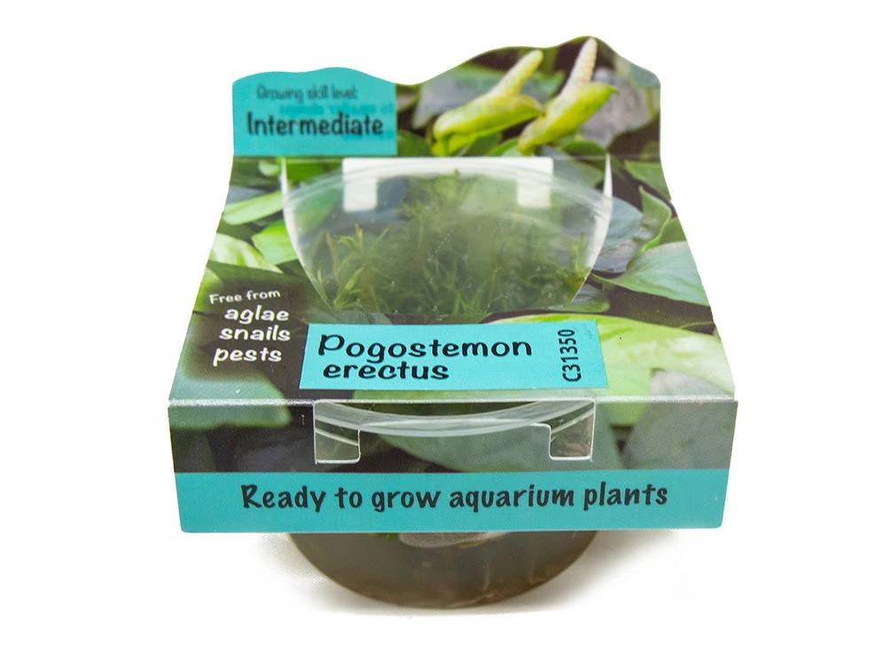 Pogostemon Erectus Tissue Culture - Image 2