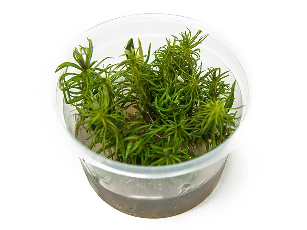 Pogostemon Erectus Tissue Culture - Image 3