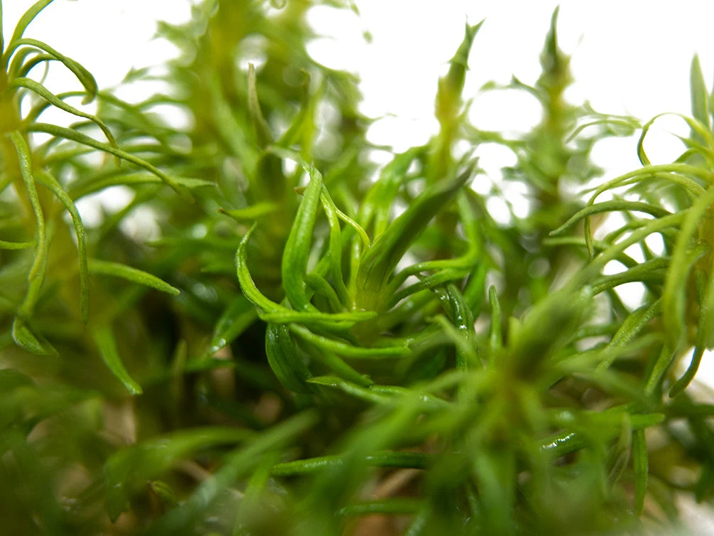 Pogostemon Erectus Tissue Culture - Image 4