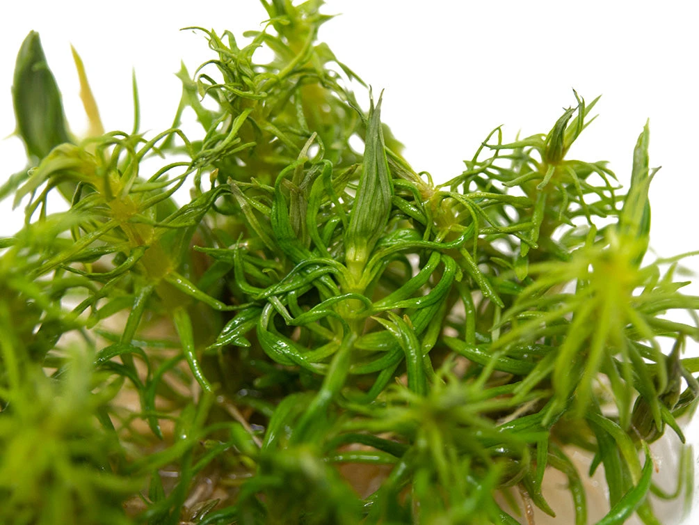 Pogostemon Erectus Tissue Culture - Image 5