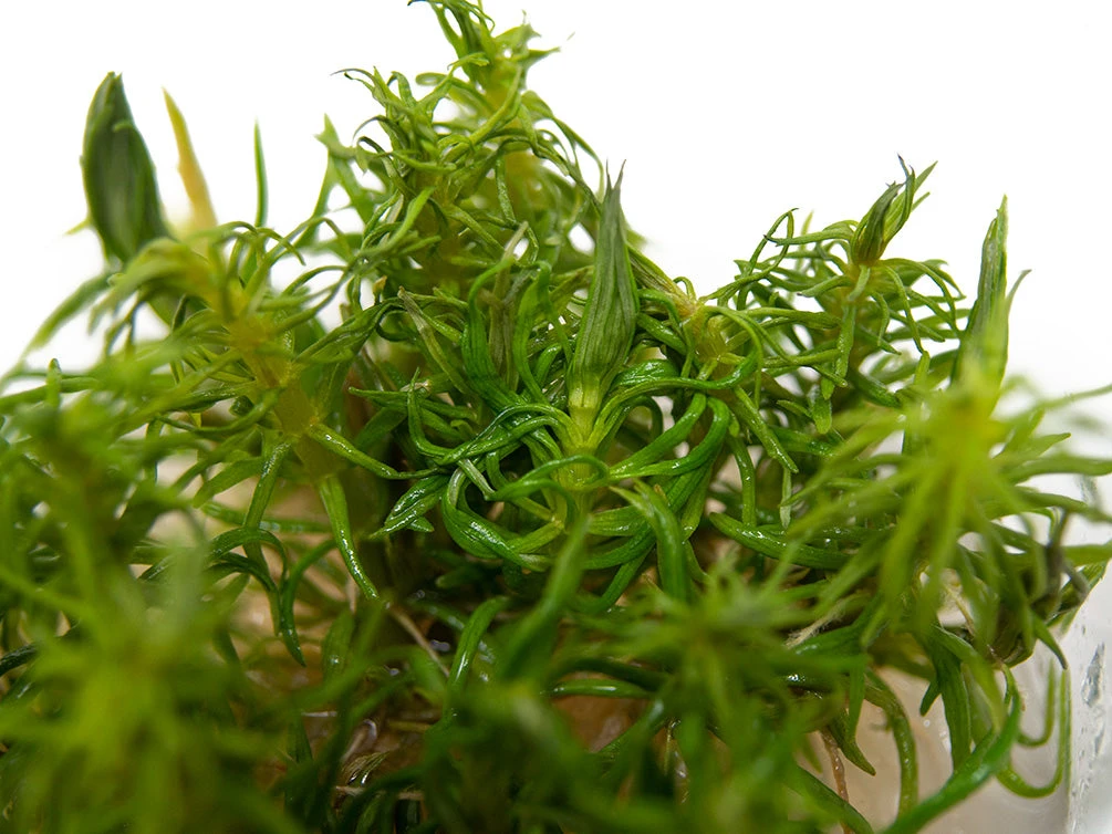 Pogostemon Erectus Tissue Culture - Image 6