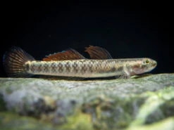 Palauan Riffle Dwarf Goby (Stiphodon Pelewensis)