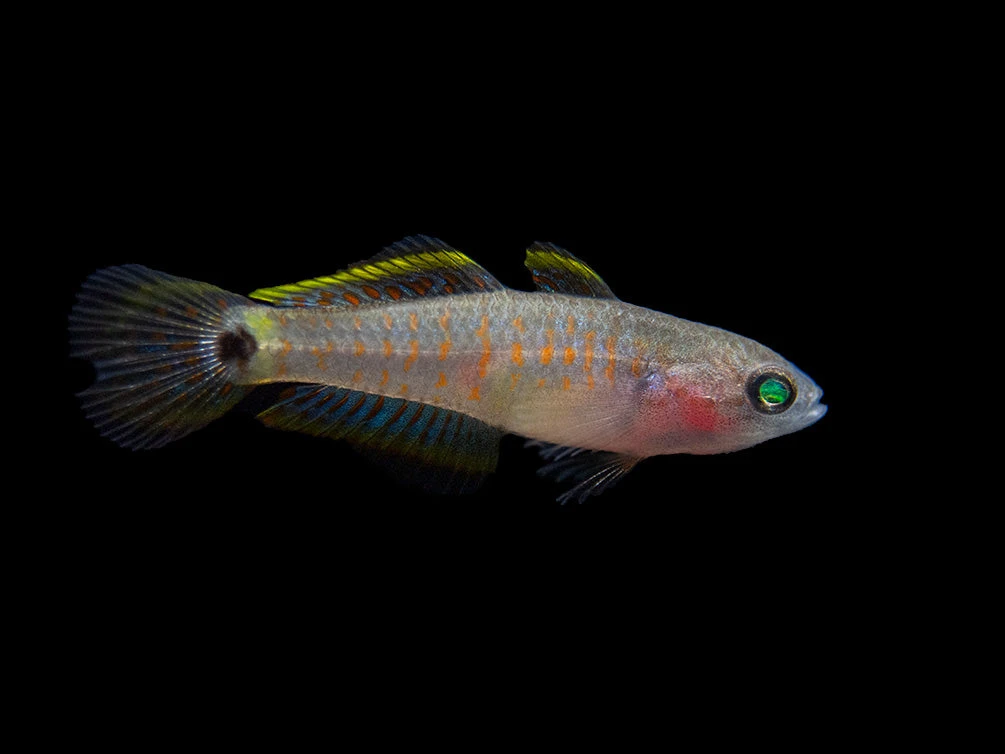 Peacock Gudgeon (Tateurndina Ocellicauda), Tank-Bred - Image 3