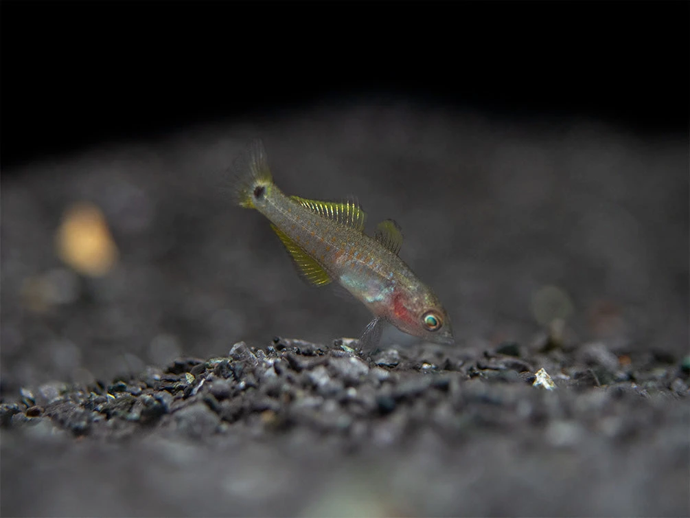 Peacock Gudgeon (Tateurndina Ocellicauda), Tank-Bred - Image 5