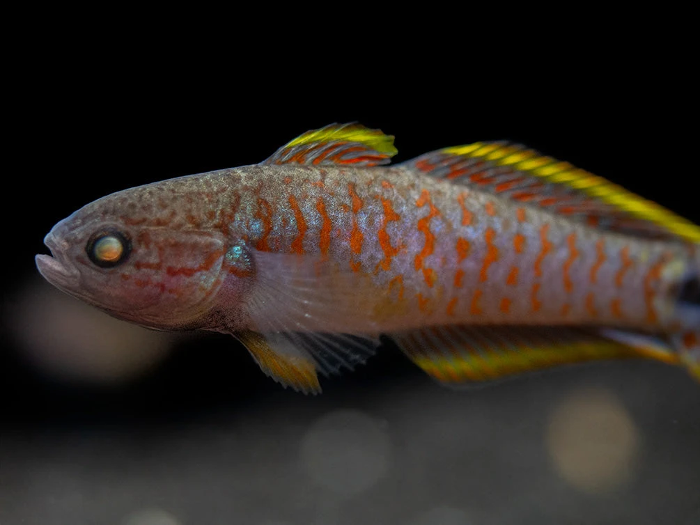 Peacock Gudgeon (Tateurndina Ocellicauda), Tank-Bred - Image 4