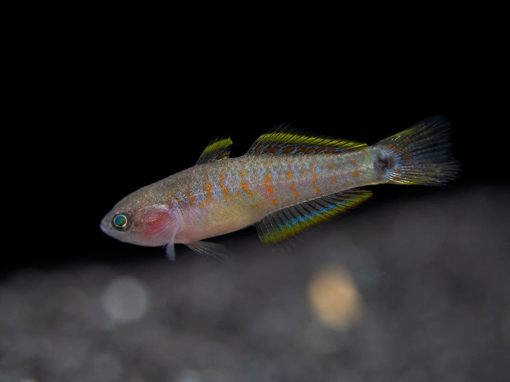 Peacock Gudgeon (Tateurndina Ocellicauda), Tank-Bred - Image 7