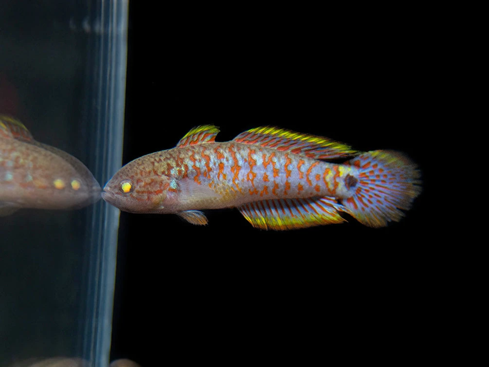 Peacock Gudgeon (Tateurndina Ocellicauda), Tank-Bred - Image 8