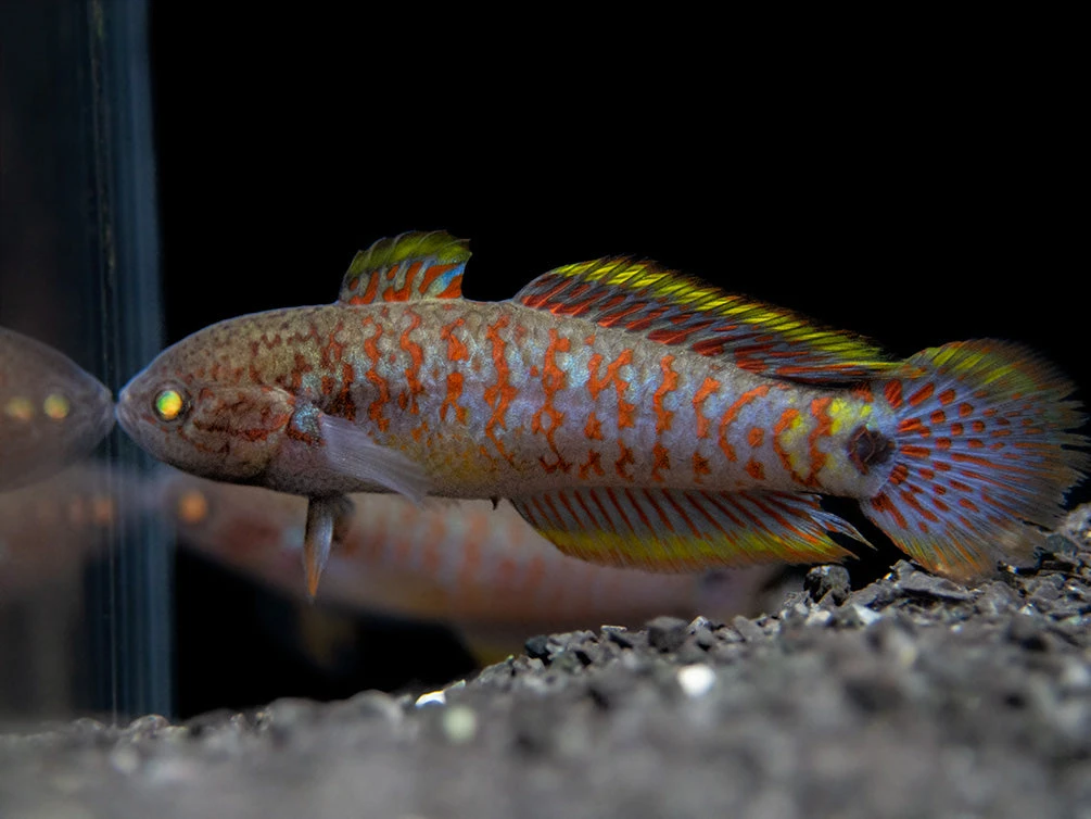 Peacock Gudgeon (Tateurndina Ocellicauda), Tank-Bred - Image 6