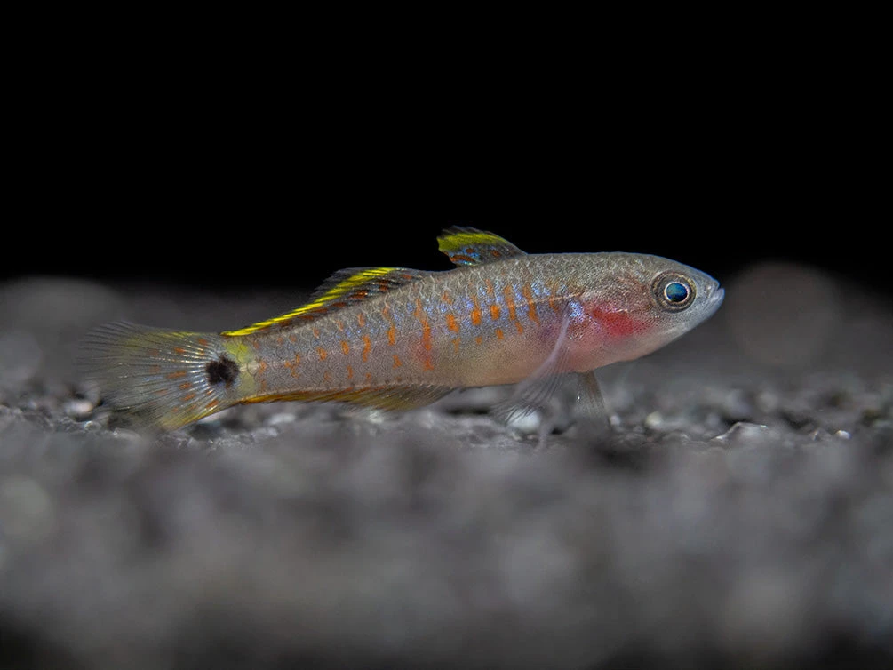 Peacock Gudgeon (Tateurndina Ocellicauda), Tank-Bred - Image 9