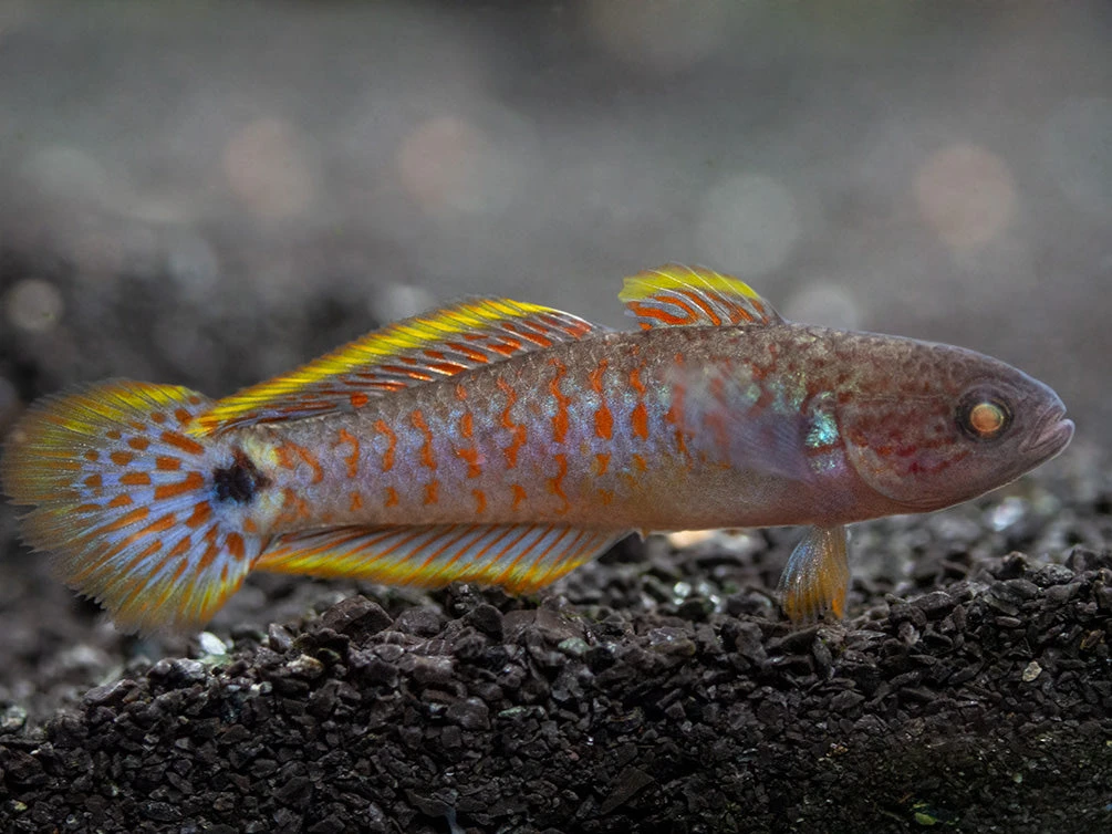 Peacock Gudgeon (Tateurndina Ocellicauda), Tank-Bred - Image 10
