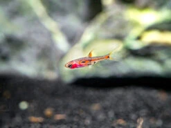 Phoenix Rasbora (Boraras Merah)