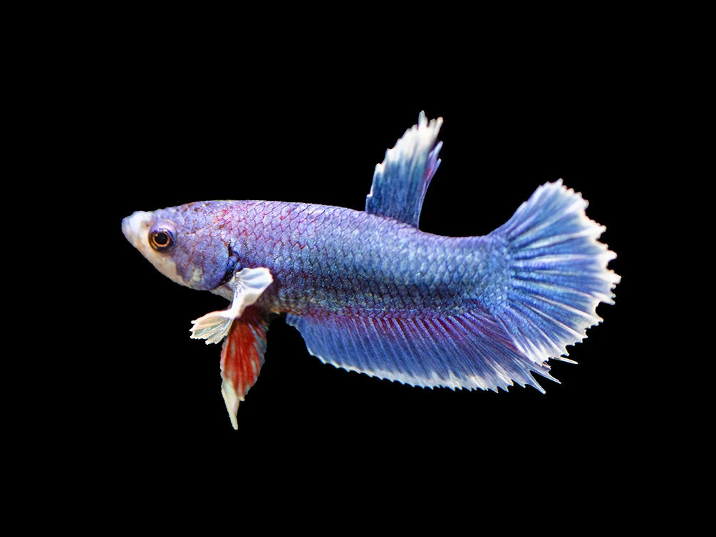 Assorted DELUXE Dumbo Plakat Betta (Betta Splendens) - Tank-Bred! - Image 7