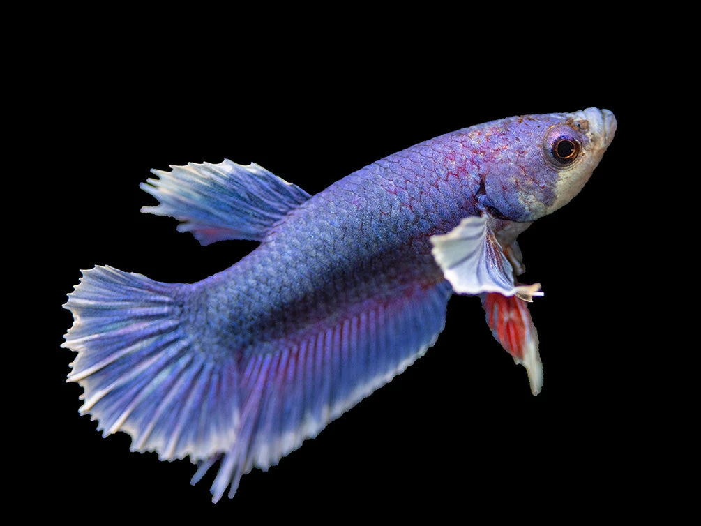 Assorted DELUXE Dumbo Plakat Betta (Betta Splendens) - Tank-Bred! - Image 3