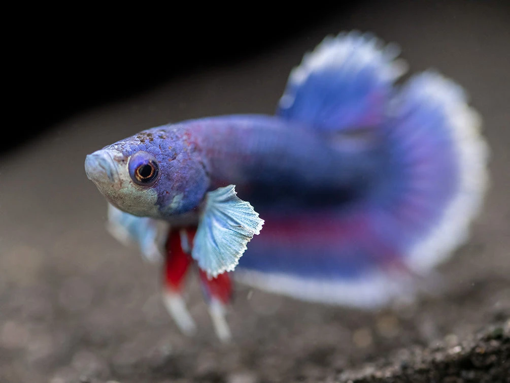 Assorted DELUXE Dumbo Plakat Betta (Betta Splendens) - Tank-Bred! - Image 5