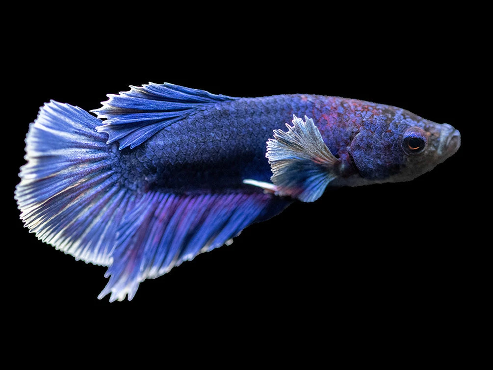 Assorted DELUXE Dumbo Plakat Betta (Betta Splendens) - Tank-Bred! - Image 17