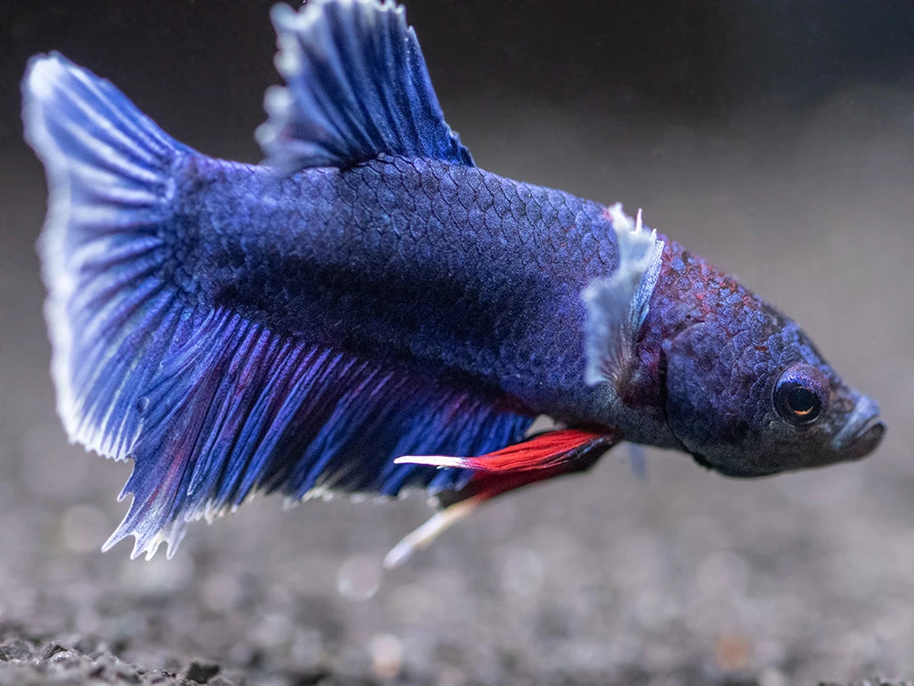 Assorted DELUXE Dumbo Plakat Betta (Betta Splendens) - Tank-Bred! - Image 9