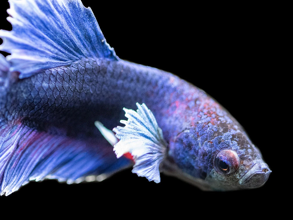 Assorted DELUXE Dumbo Plakat Betta (Betta Splendens) - Tank-Bred! - Image 10