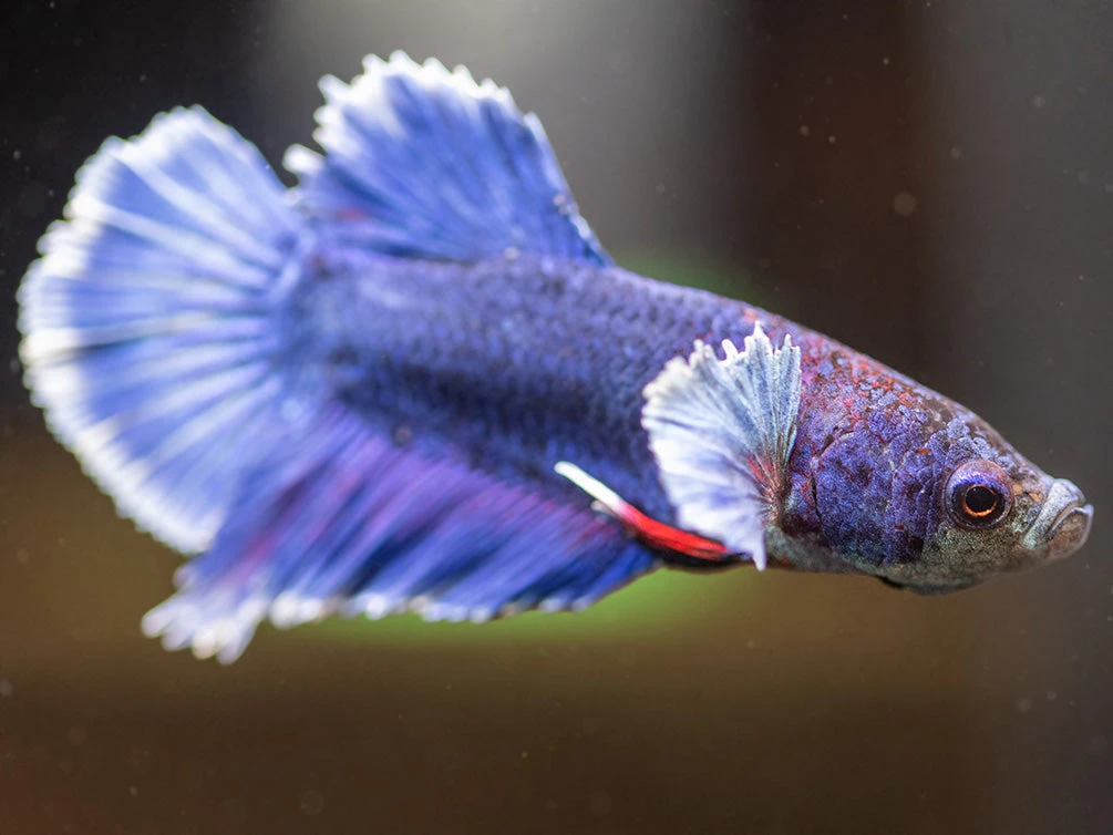 Assorted DELUXE Dumbo Plakat Betta (Betta Splendens) - Tank-Bred! - Image 11