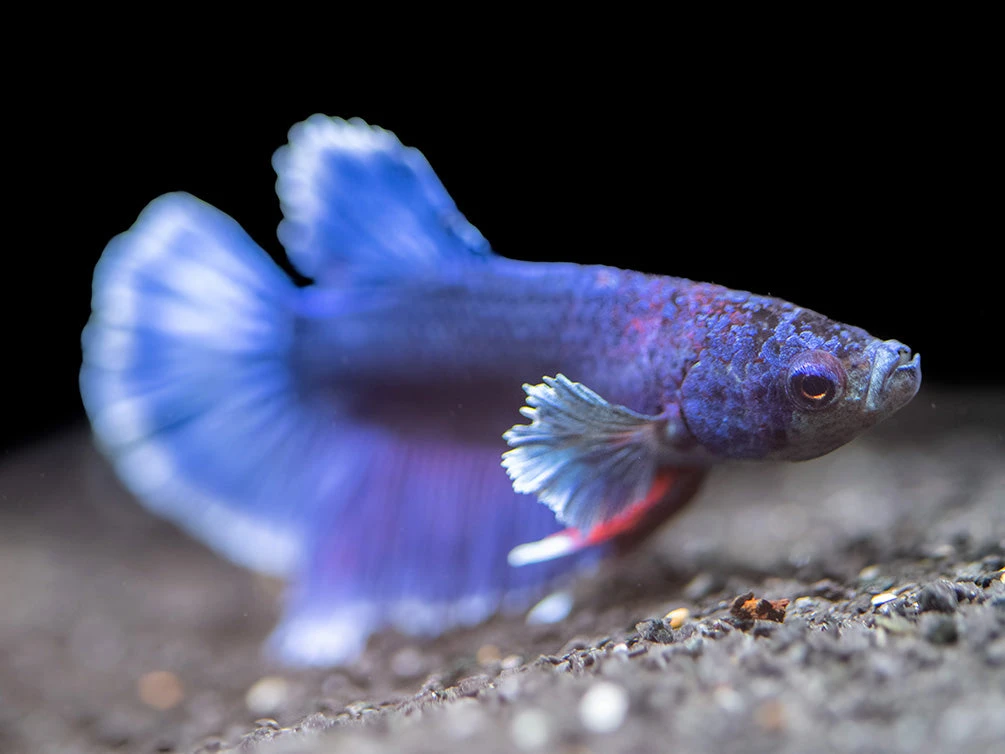 Assorted DELUXE Dumbo Plakat Betta (Betta Splendens) - Tank-Bred! - Image 12