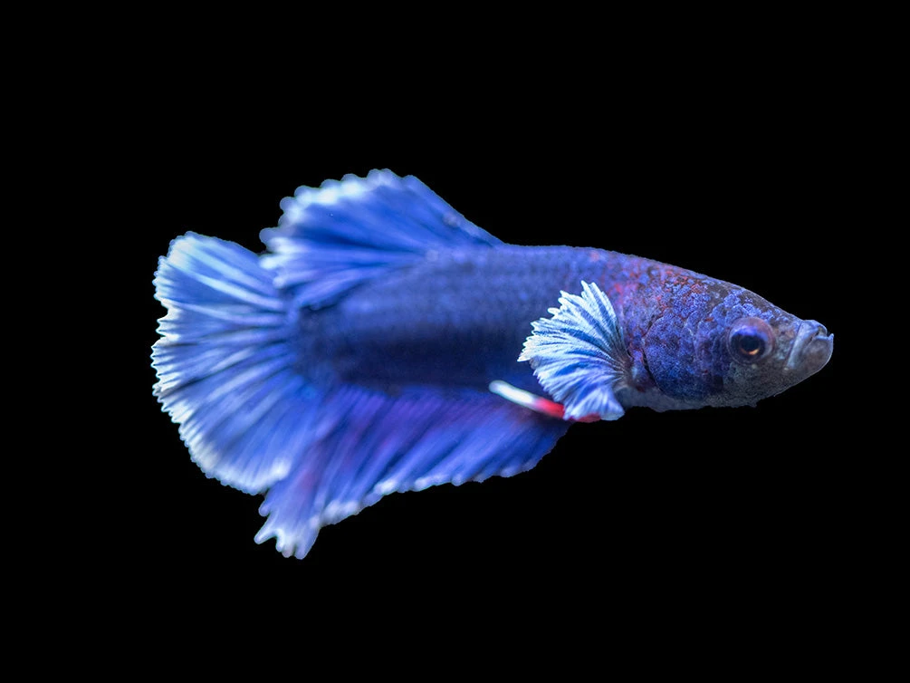 Assorted DELUXE Dumbo Plakat Betta (Betta Splendens) - Tank-Bred! - Image 13