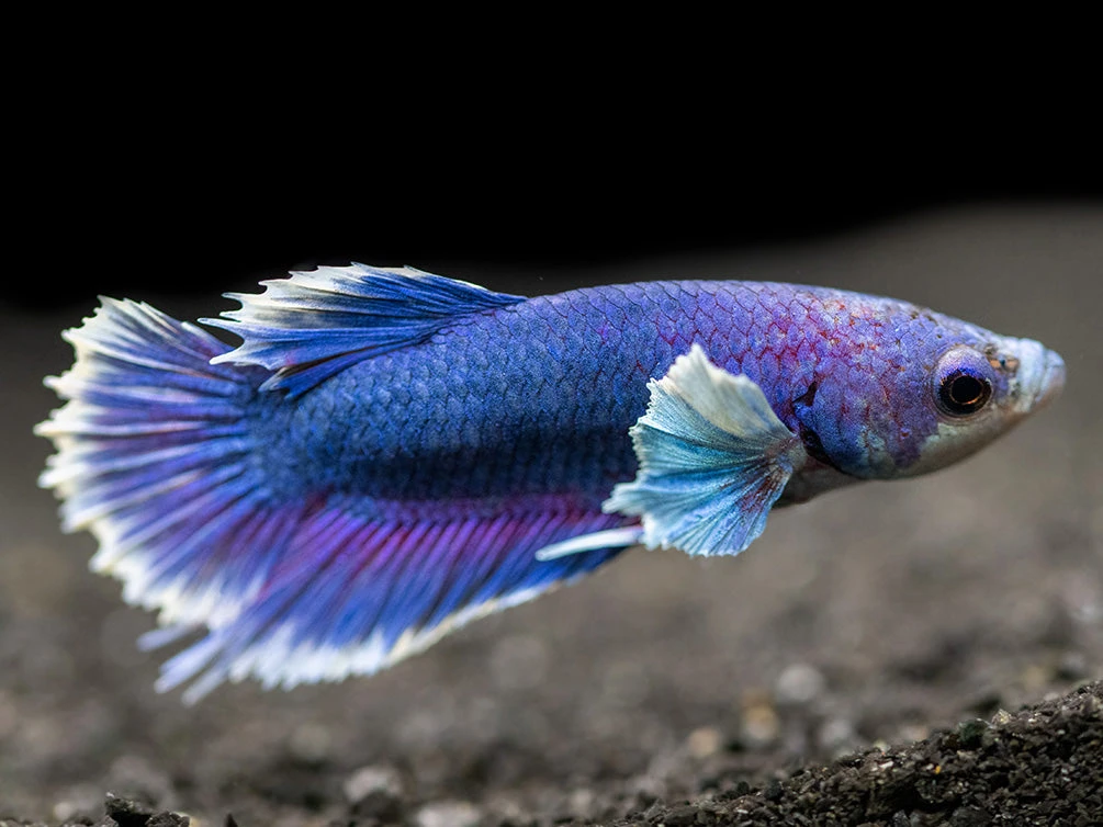 Assorted DELUXE Dumbo Plakat Betta (Betta Splendens) - Tank-Bred! - Image 14