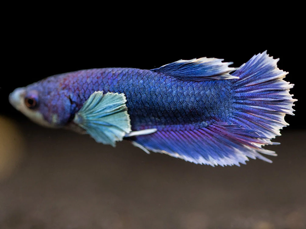 Assorted DELUXE Dumbo Plakat Betta (Betta Splendens) - Tank-Bred! - Image 15