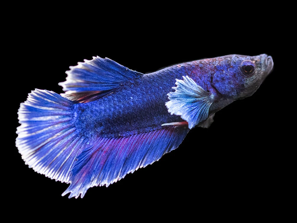 Assorted DELUXE Dumbo Plakat Betta (Betta Splendens) - Tank-Bred! - Image 16