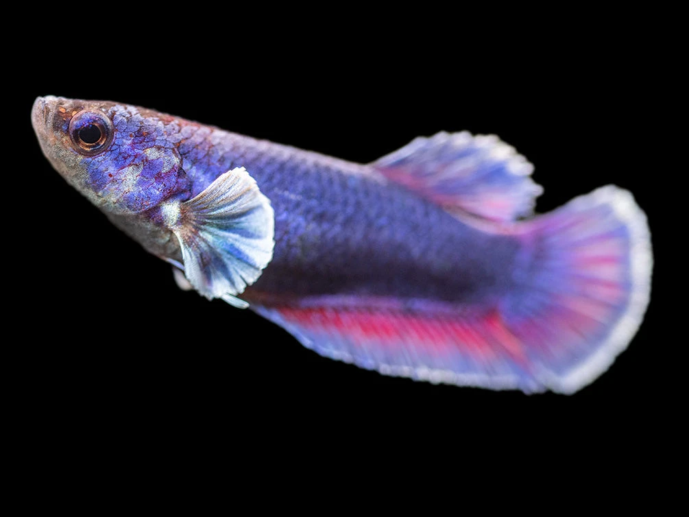 Assorted DELUXE Dumbo Plakat Betta (Betta Splendens) - Tank-Bred! - Image 4