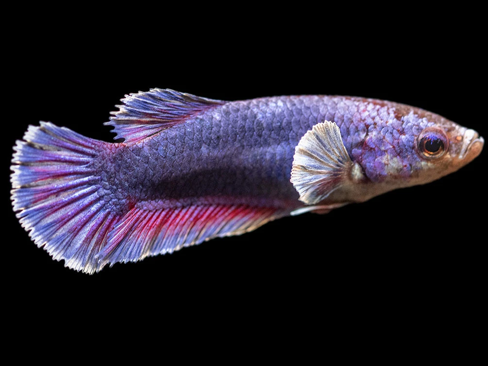 Assorted DELUXE Dumbo Plakat Betta (Betta Splendens) - Tank-Bred! - Image 6