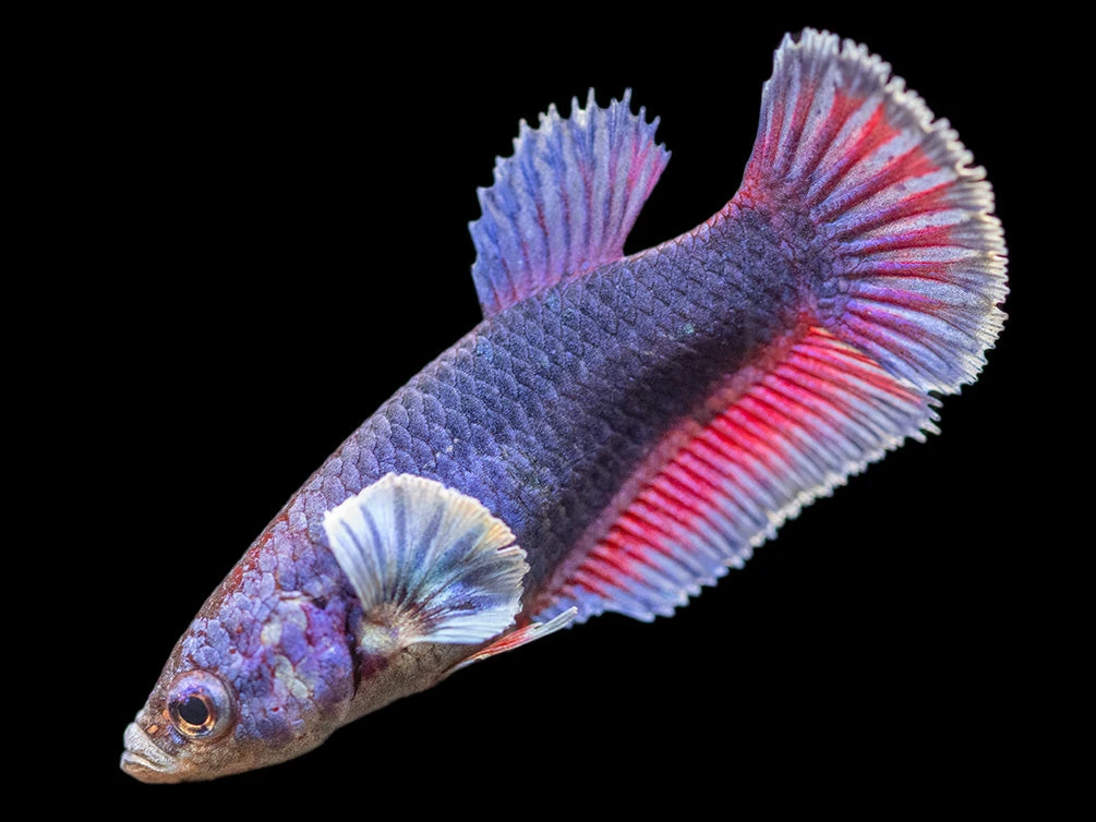 Assorted DELUXE Dumbo Plakat Betta (Betta Splendens) - Tank-Bred! - Image 8