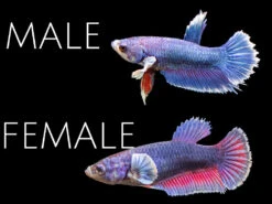 Assorted DELUXE Dumbo Plakat Betta (Betta Splendens) - Tank-Bred!