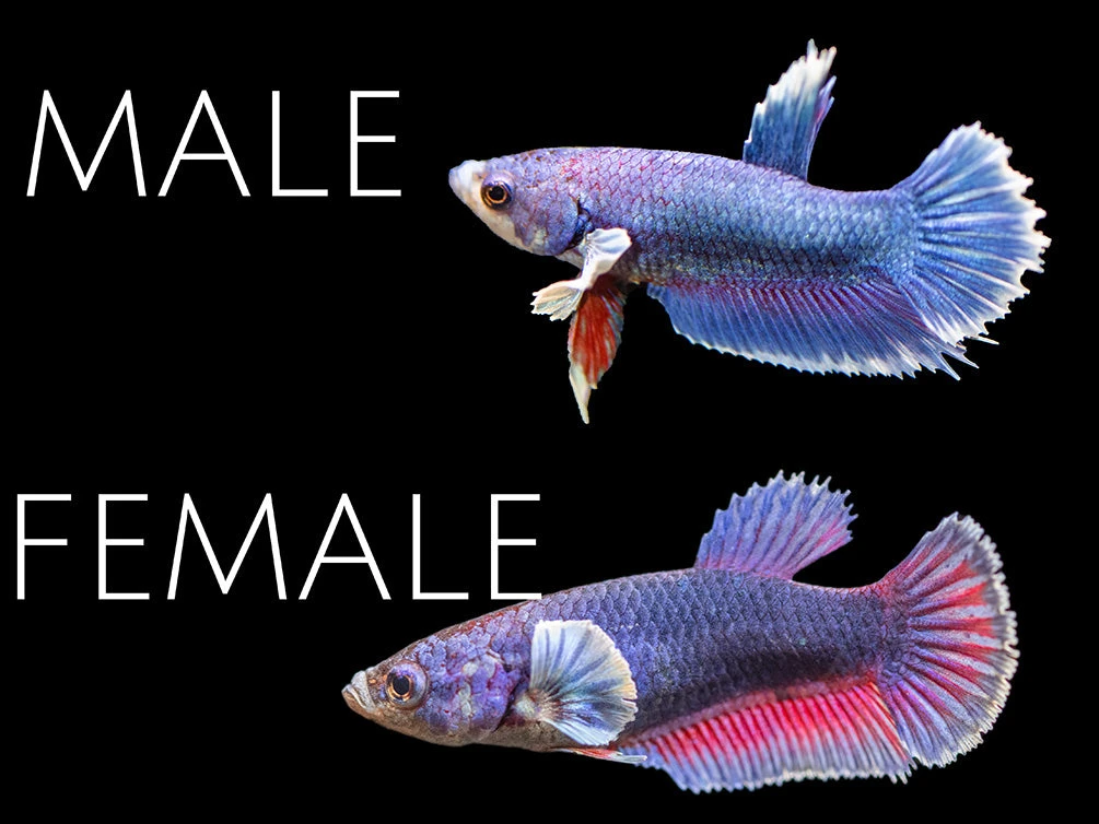 Assorted DELUXE Dumbo Plakat Betta (Betta Splendens) - Tank-Bred!